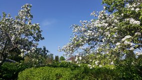 Forår med blomstrende æbletræer